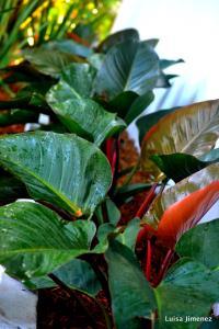 RED CONGO